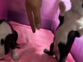 こま こま