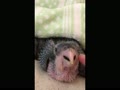 ズグロシロハラインコ4月生まれ.mov ズグロシロハラインコ4月生まれ.mov