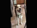 ボクじゃありません! ボクじゃありません!